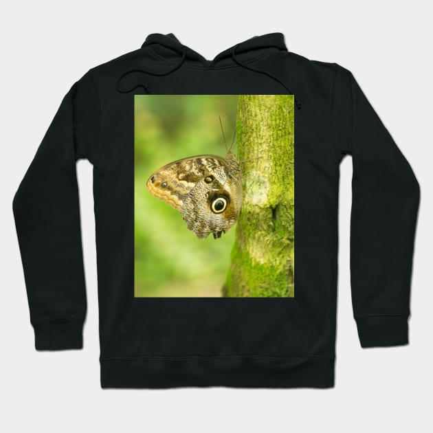 cbs owl butterfly Hoodie by pcfyi